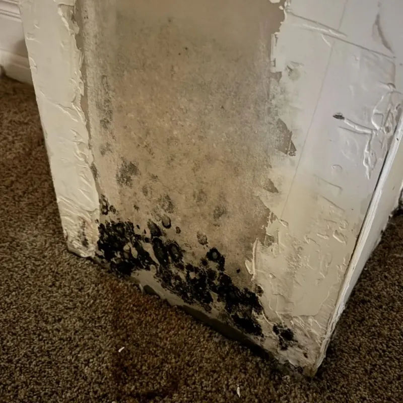 Professional Mold Removal in Johnsonville, TN